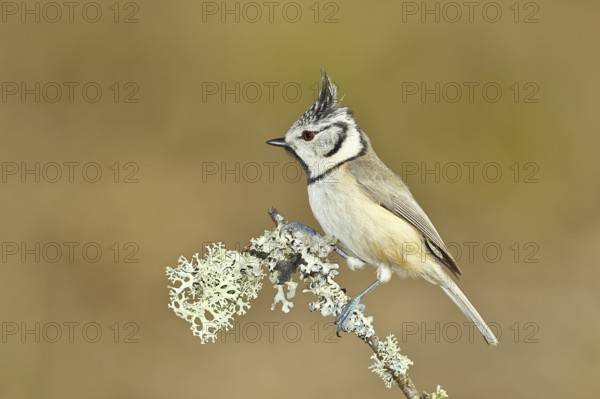 Crested Tit (Lophophanes Scalloped ribbonfish), on a branch overgrown with lichen, Wilnsdorf, North Rhine-Westphalia, Germany, Europe