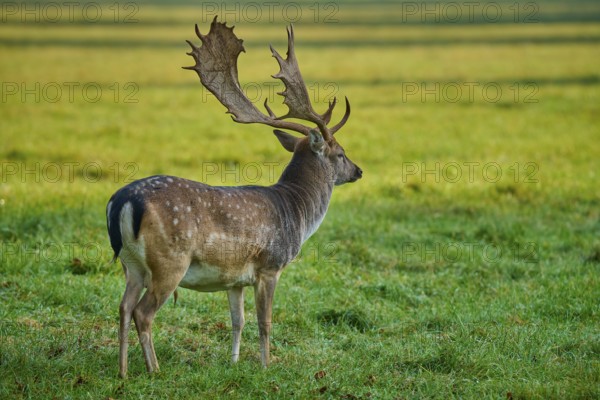 Fallow deer (Dama dama), in standing position with lateral view on a large meadow, Germany, Europe