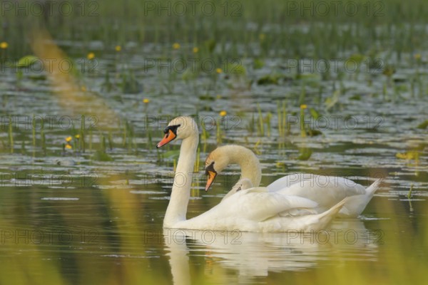 Mute swans (Cygnus olor), juvenile, water, Lower Austria