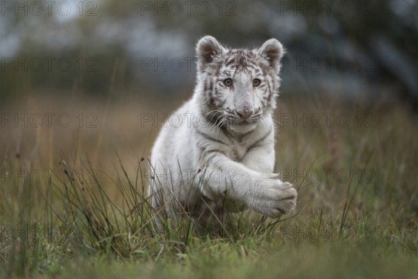 Leaping... Royal Bengal tiger (Panthera tigris tigris), rare white variety, young cat of prey, young animal, action-packed dynamic image, jumping through a swampy meadow, wet and humid terrain, in a natural environment, frontal, appealing image, animal cubs