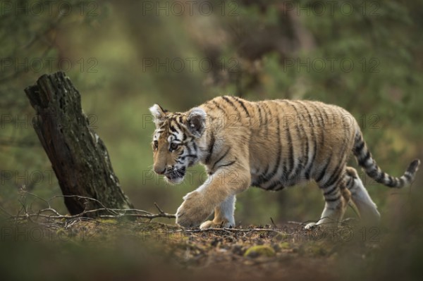 In the middle of the forest... Royal Bengal tiger (Panthera tigris), also known as Indian tiger or Bengal tiger, young running secretly through a forest