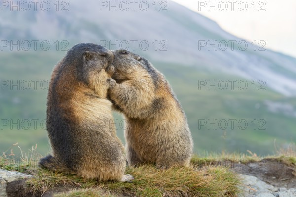 Alpine marmot (Marmota marmota) in autumn, kissing, Grossglockner, High Tauern National Park, Austria, Europe