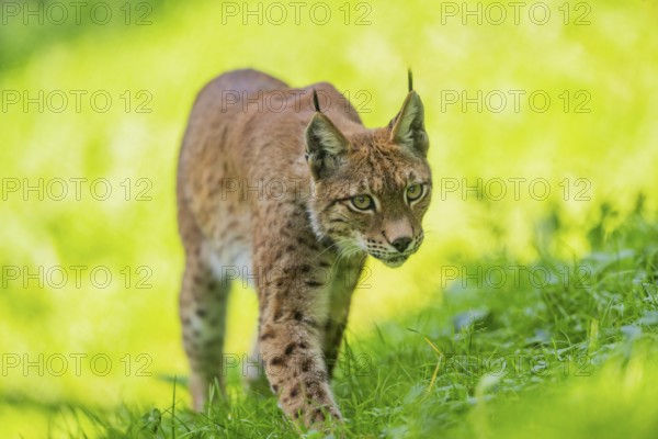Eurasian lynx (Lynx lynx) on a meadow, Austria, Europe