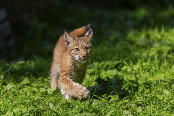 Eurasian lynx (Lynx lynx) youngster on a meadow, Bavaria, Germany, Europe
