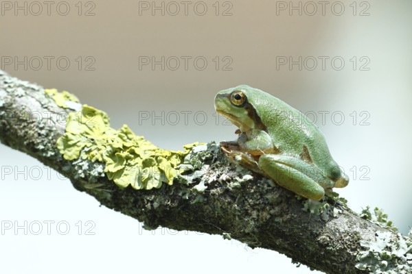 European tree frog (Hyla arborea) sitting on a lichen-covered branch in its natural environment, close-up, Lake Neusiedl National Park, Burgenland, Austria, Europe