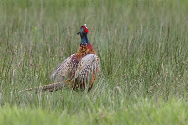 Pheasant, hunting pheasant (Phasianus colchicus), adult male bird during mating call in a meadow, territory demarcation, wildlife, Lembruch, Ochsen Moor, Dümmer nature park Park, Lower Saxony, Germany, Europe