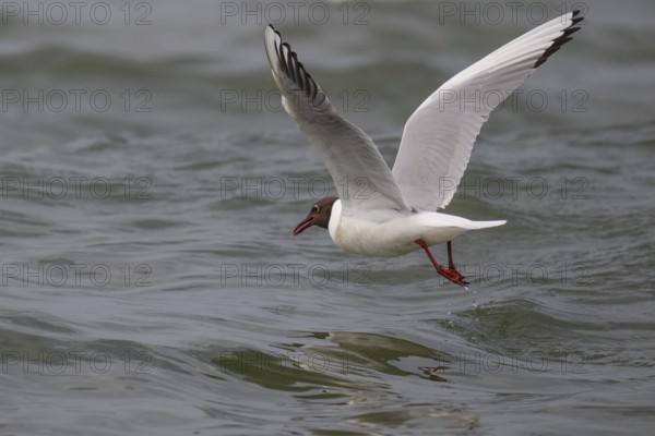 Black-headed gull (Chroicocephalus ridibundus) in summer plumage, flying above the water surface, looking for small fish, near Hvide Sande, Ringkøbing Fjord, North Sea, Denmark, Europe