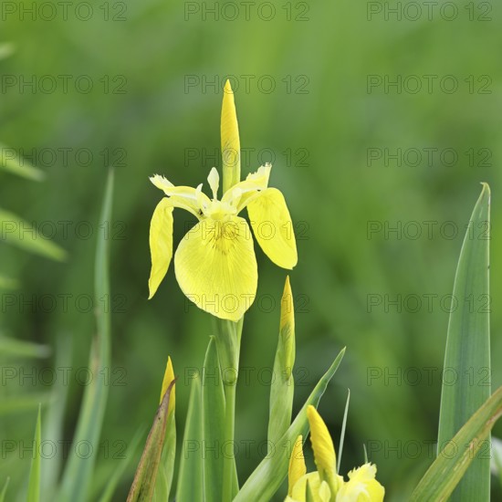 Marsh iris (Iris pseudacorus), yellow flower in a pond, Wilnsdorf, North Rhine-Westphalia, Germany, Europe