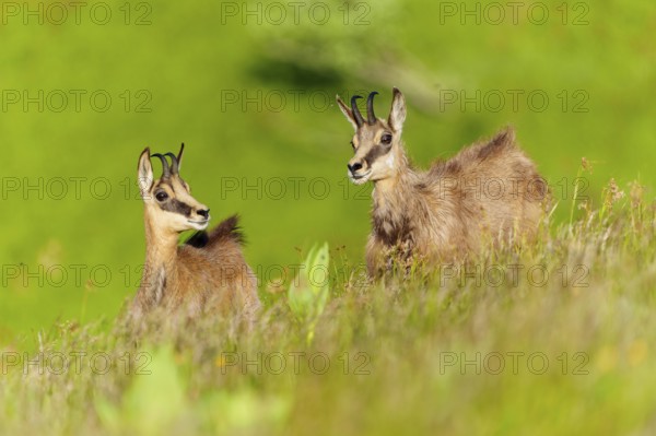 Young chamois exploring a green spring meadow in a natural environment, chamois, chamois, (Rupicapra rupicaprae), wildlife, Vosges, France, Europe