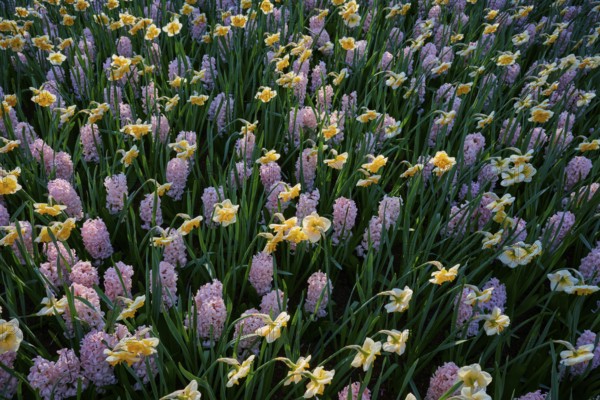 A densely planted field of yellow daffodils and pink hyacinths, Keukenhof, Lisse, province of South Holland, Netherlands