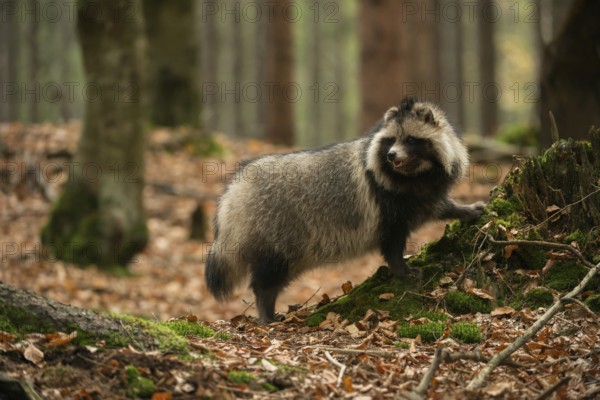 Attentive... Raccoon dog (Nyctereutes procyonoides) in the forest, also called fruit fox, neozoan, naturalised species, captive escapee
