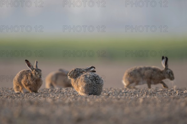 Gathered... Brown hares (Lepus europaeus), hares squatting, sitting, running together in a small group in a field early in the morning, particularly low, natural-looking perspective, Lower Rhine, North Rhine-Westphalia, Germany, Western Europe, Europe