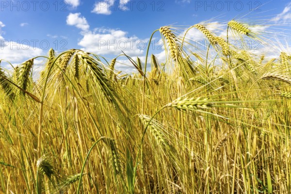 Grain field, in front of harvest, barley, near Bottrop-Kirchhellen, North Rhine-Westphalia, Germany, Europe