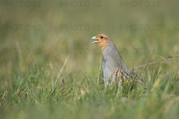 The mating call... Grey partridge (Perdix perdix), partridge in a natural meadow calls during the mating season in early spring, February, March, Lower Rhine, North Rhine-Westphalia, Germany, Western Europe, Europe