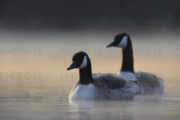 Mystical morning... Canada geese (Branta canadensis), two wild geese emerge from wafts of mist at sunrise, swim into the picture, have proliferated everywhere in recent years, problem bird in many places, Lower Rhine, North Rhine-Westphalia, Germany, Western Europe, Europe