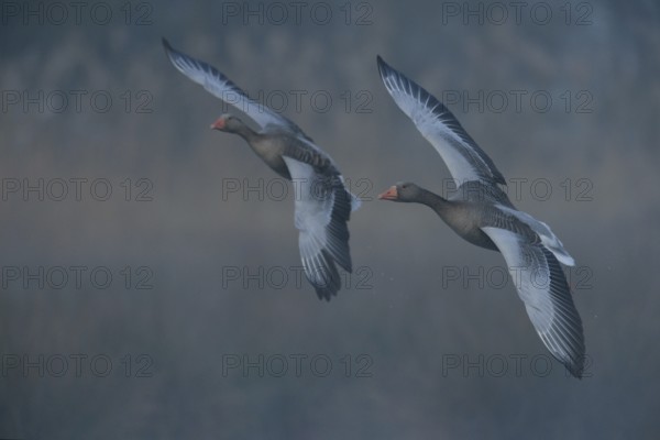 In the early morning fog... Greylag geese (Anser anser), pair, couple flying side by side in gliding flight, very soft, natural colours, great atmosphere, finely resolved background, North Rhine-Westphalia, Germany, Western Europe, Europe