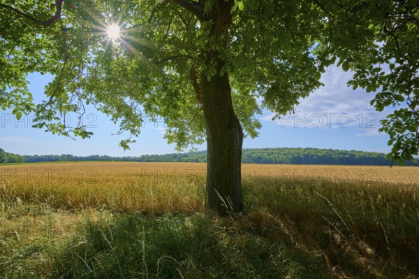 Large walnut tree provides shade over a golden field with a bright blue sky, summer, Neubrunn, Würzburg district, Bavaria, Germany, Europe