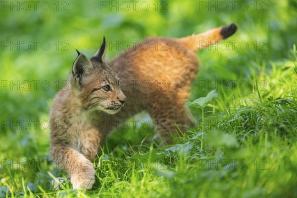Eurasian lynx (Lynx lynx) youngster on a meadow, Bavaria, Germany, Europe