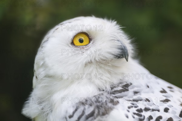 Snowy owl (Bubo scandiacus), portrait, Bavaria, Germany, Europe