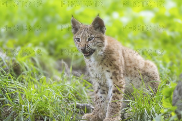 Eurasian lynx (Lynx lynx) youngster on a meadow, Bavaria, Germany, Europe