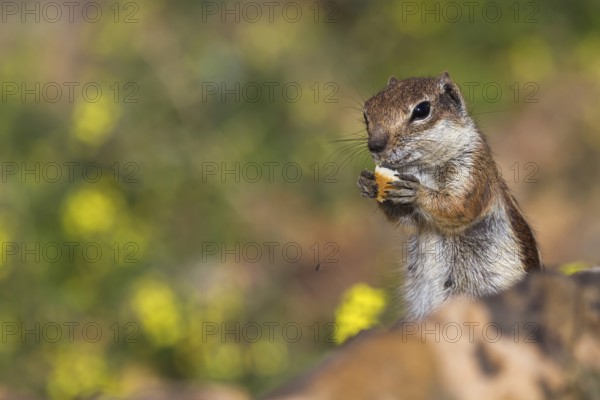 Atlas squirrel (Atlantoxerus getulus) or North African bristle squirrel, Fuerteventura, Canary Islands, Spain, Europe