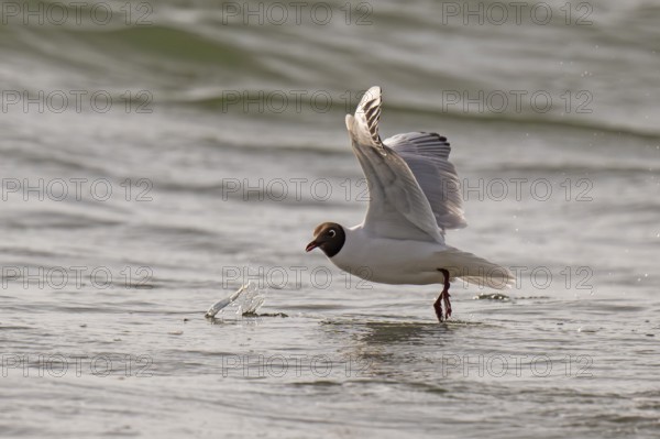Black-headed gull (Chroicocephalus ridibundus) in summer plumage, flying above the sea surface, looking for small fish, near Hvide Sande, Ringkøbing Fjord, North Sea, Denmark, Europe