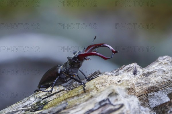 Fascinating stag beetle (Lucanus cervus), insect of the year 2012, June, Saxony, Germany, Europe