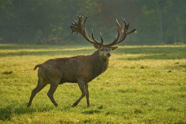 Red deer (Cervus elaphus), majestic stag with antlers roaming through the grass in soft morning light, Germany, Europe