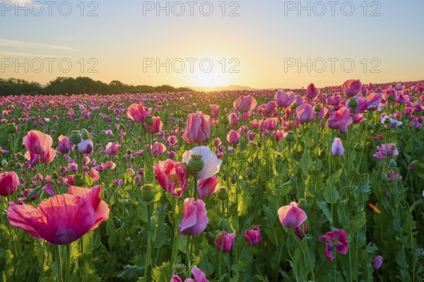Opium poppy (Papaver somniferum), pink poppies in a soft sunrise and a peaceful natural atmosphere, summer, Germerode, Geo nature park Park Frau-Holle-Land, Hoher Meissner, Hesse, Germany, Europe
