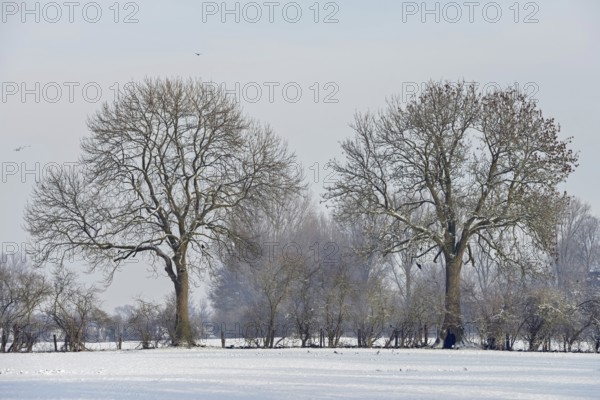 Row of old trees and hedgerow bushes on a frosty winter morning in rural environment, typical view in Lower Rhine region, North Rhine Westfalia, Germany, Bislicher Insel, Kreis Wesel, Niederrhein, North Rhine-Westphalia, Western Europe, Europe