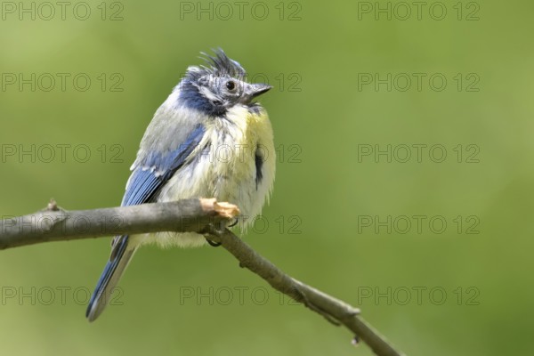 Feather loss on the head... Blue tit (Cyanistes caeruleus), probably sick bird, perhaps infested with bacteria or mites, North Rhine-Westphalia, Germany, Western Europe, Europe
