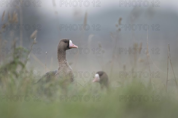 In the tall grass... White-fronted geese (Anser albifrons), wild geese on the meadows on the Lower Rhine, wild geese spend the winter in large numbers every year on the Lower Rhine, but also on the coasts of the North and Baltic Seas, Lower Rhine, North Rhine-Westphalia, Germany, Western Europe, Europe