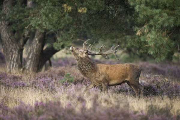 Threatening behaviour... Red deer (Cervus elaphus), capital stag in the midst of flowering heath threatens a rival during the rut, native nature, Veluwe, Netherlands, Western Europe