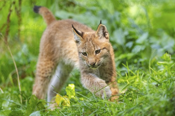Eurasian lynx (Lynx lynx) youngster on a meadow, Bavaria, Germany, Europe