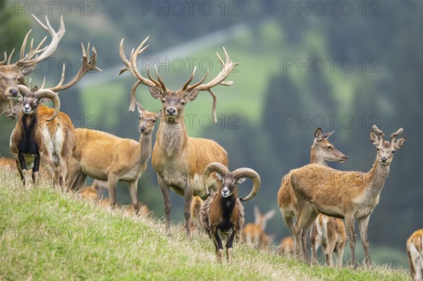 Red deer (Cervus elaphus) stag Mouflon (Ovis gmelini) ram on a meadow in tirol, Kitzbühel, Wildpark Aurach, Austria, Europe