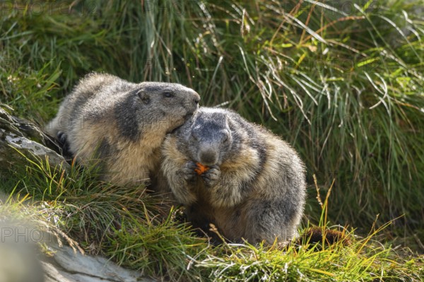 Alpine marmot (Marmota marmota) in autumn, Grossglockner, High Tauern National Park, Austria, Europe