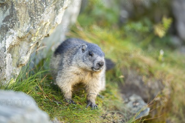 Alpine marmot (Marmota marmota) in autumn, Grossglockner, High Tauern National Park, Austria, Europe