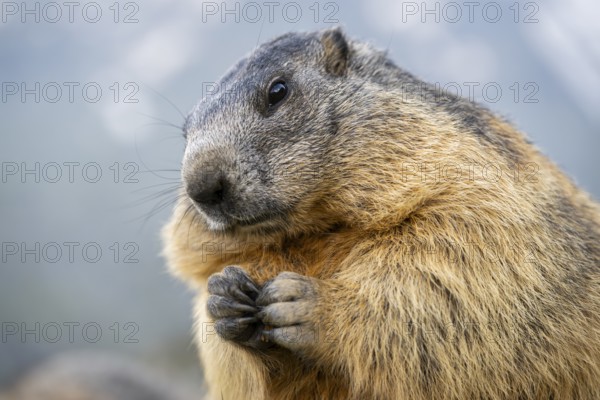 Alpine marmot (Marmota marmota) in autumn, Grossglockner, High Tauern National Park, Austria, Europe
