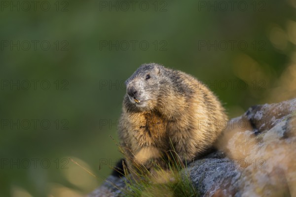 Alpine marmot (Marmota marmota) in autumn, Grossglockner, High Tauern National Park, Austria, Europe