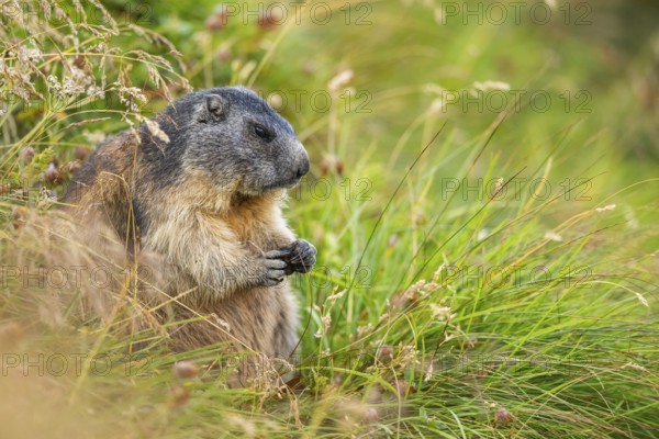 Alpine marmot (Marmota marmota) in autumn, Grossglockner, High Tauern National Park, Austria, Europe
