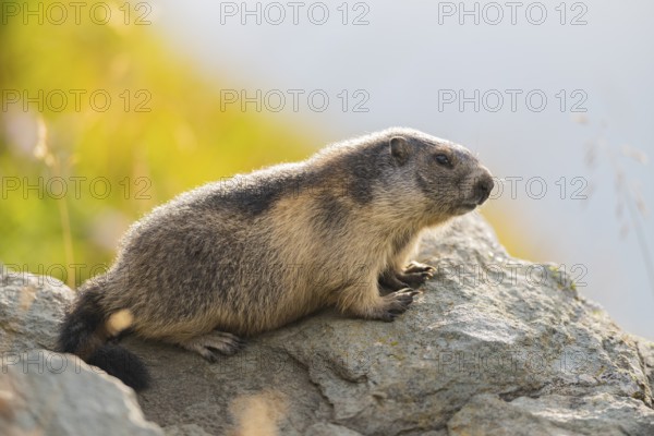 Alpine marmot (Marmota marmota) in autumn, Grossglockner, High Tauern National Park, Austria, Europe