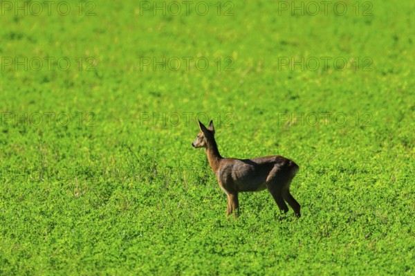 A roe deer stands quietly in the middle of a wide green meadow, Roe deer (Capreolus capreolus), wildlife, Germany, Europe