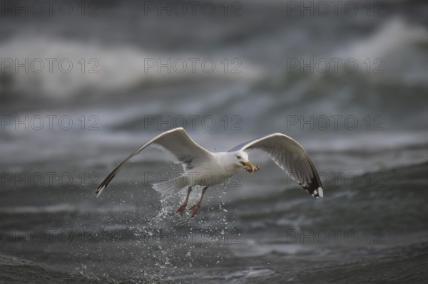 Herring gull (Larus argentatus) in the surf with a captured starfish in its beak, Hvide Sande, North Sea, Denmark, Europe