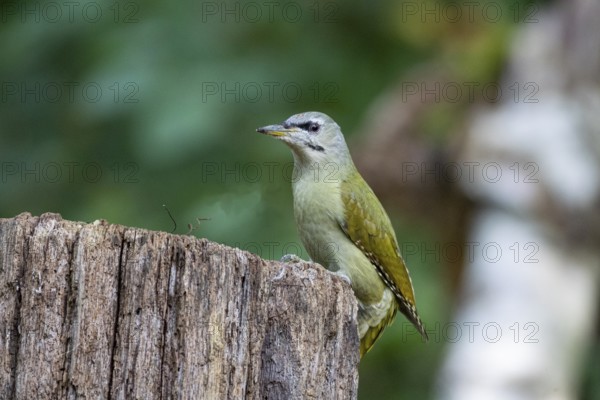 Grey-headed Woodpecker (Picus canus) wbl Germany