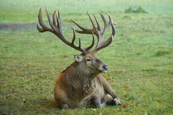 Red deer (Cervus elaphus), with large antlers lying on a green meadow, Germany, Europe