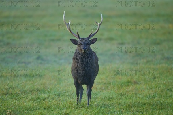Sika deer (Cervus nippon), with antlers on a green meadow, surrounded by natural twilight, Germany, Europe