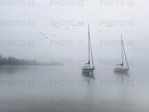 Sailboats on Lake Starnberg in foggy weather, a group of seagulls flies above, Bavaria, Germany, Europe