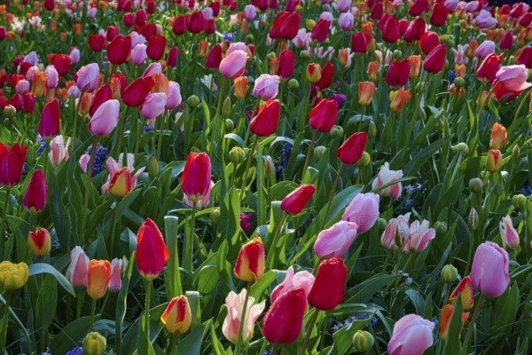 A field of pink, yellow and red tulips glowing in the sunlight. The colours are vibrant and cheerful, Keukenhof, Lisse, province of South Holland, Netherlands