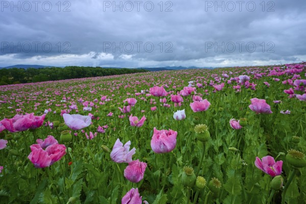 Opium poppy (Papaver somniferum), under a cloudy sky in a field, summer, Germerode, Geo nature park Park Frau-Holle-Land, Hoher Meissner, Hesse, Germany, Europe