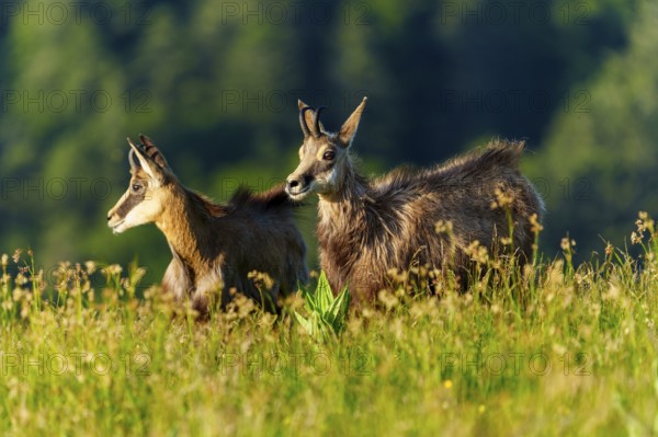 Two chamois enjoying the morning atmosphere in a meadow in front of a forest background, chamois, chamois, (Rupicapra rupicaprae), wildlife, Vosges, France, Europe